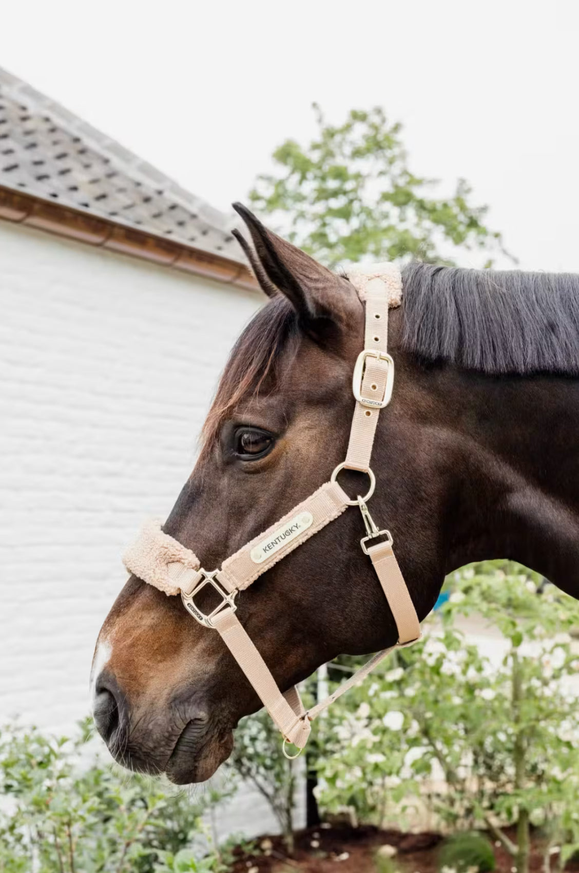Kentucky Teddy Fleece Halter Beige - Full