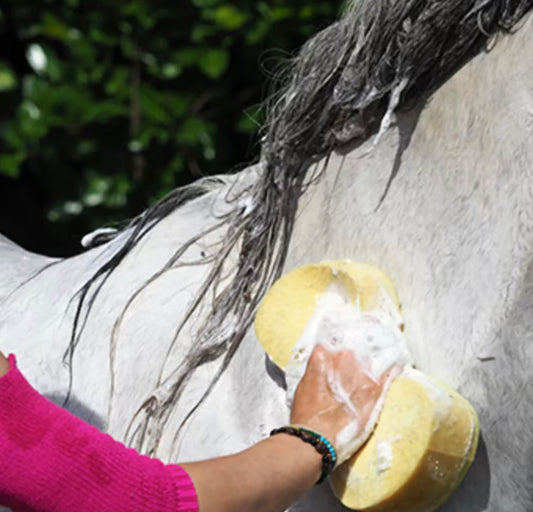 CDM Horse Care Sponge
