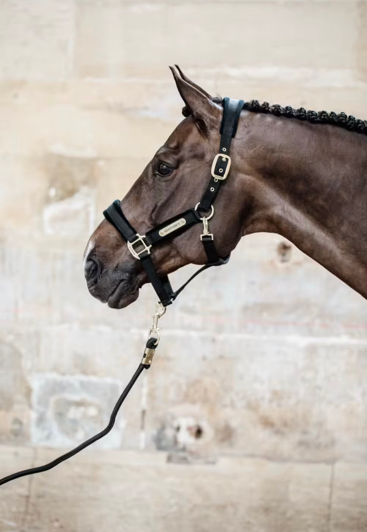 Kentucky Lead Rope Basic Sort
