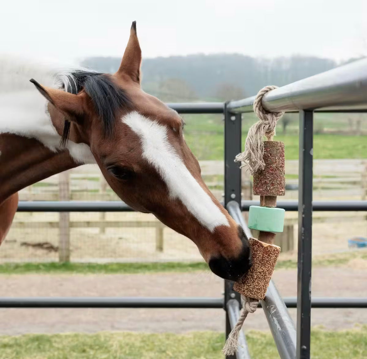 Grooming Deluxe Wooden Relax Horse Toy with Salt lick - Airways