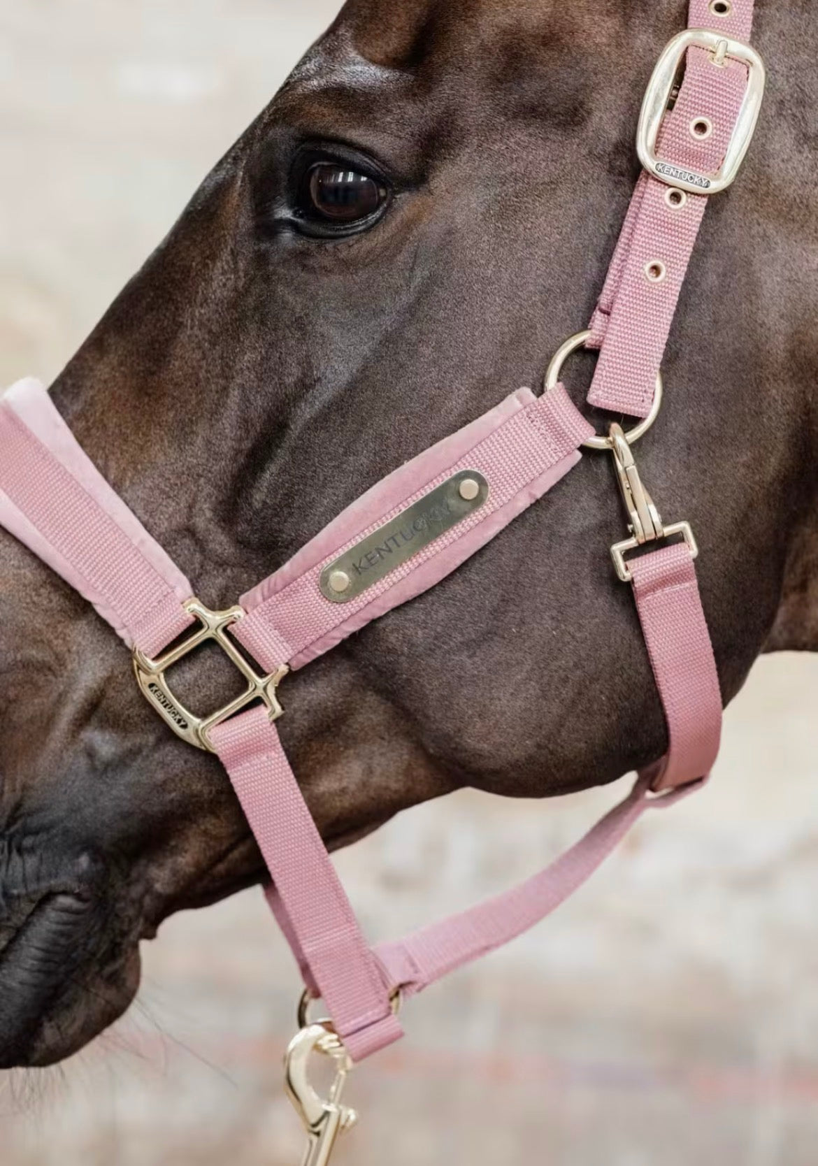 Kentucky Velvet Halter Old Rose