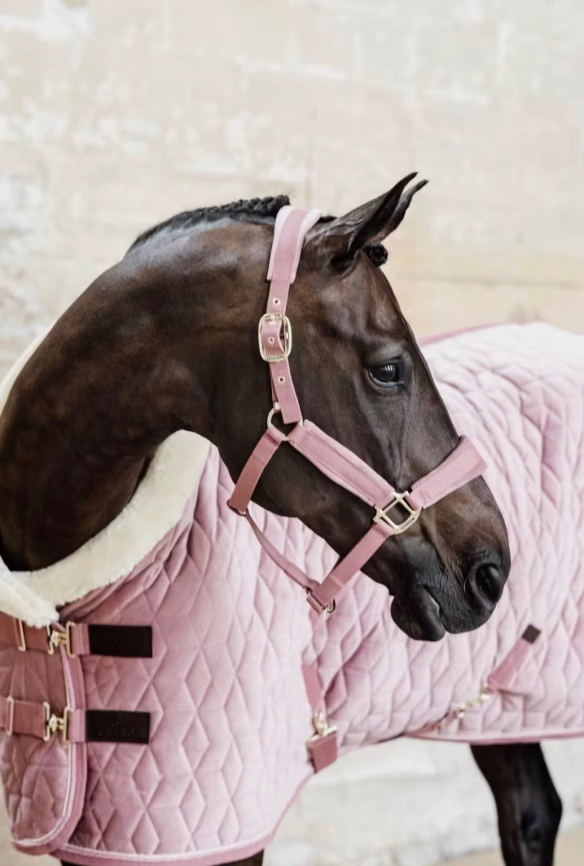 Kentucky Velvet Halter Old Rose