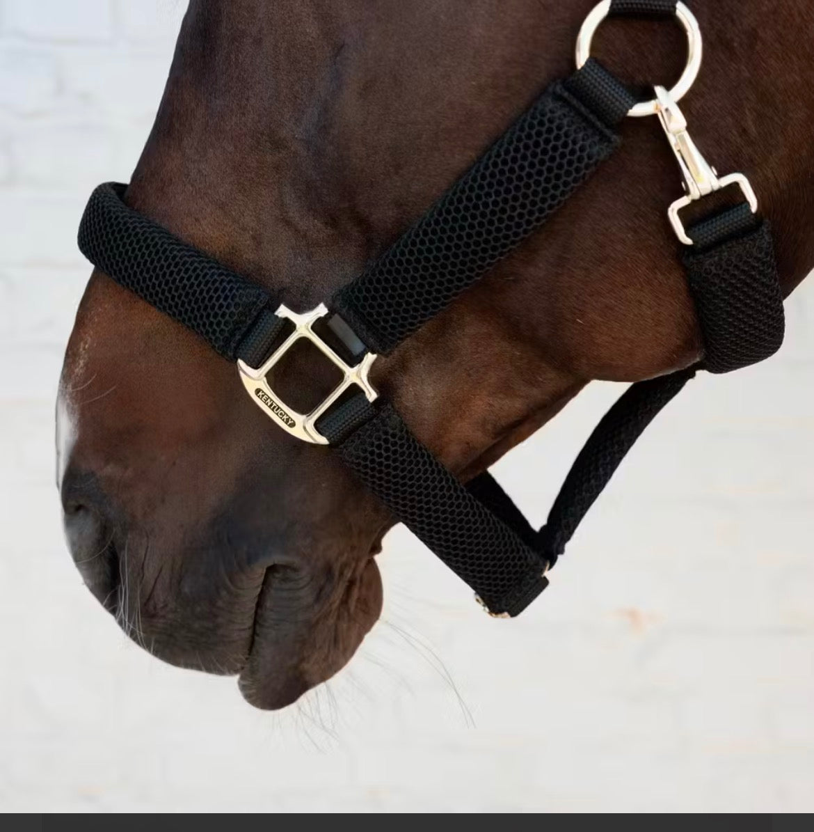 Kentucky Halter 3D Mesh Sort