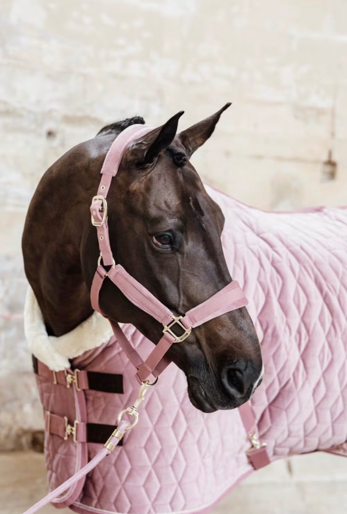 Kentucky Lead Rope Basic Old Rose