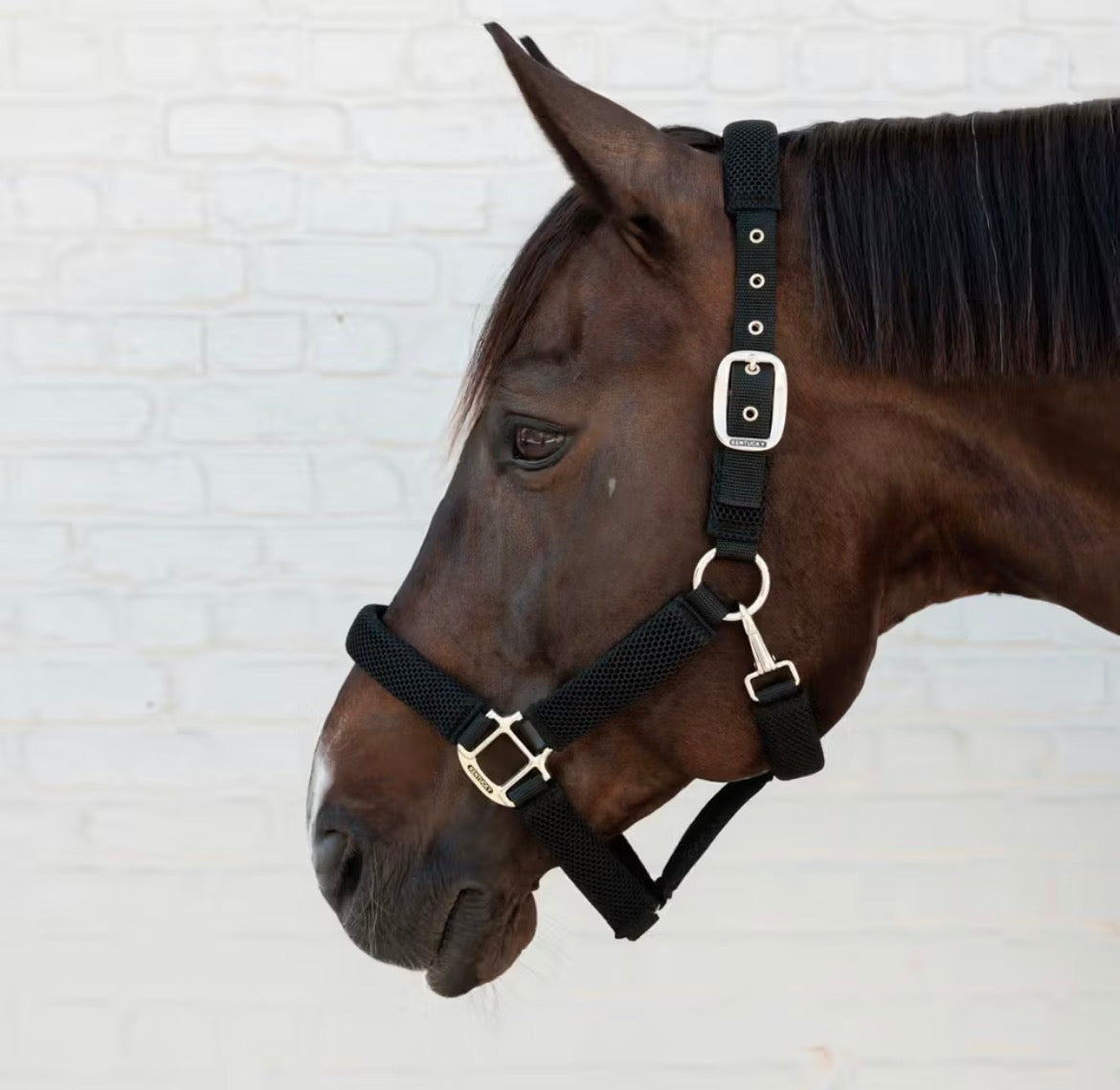 Kentucky Halter 3D Mesh Sort